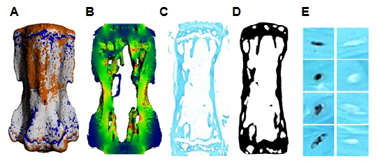Enlarged view: 3D Local in vivo Environment (LivE) Imaging