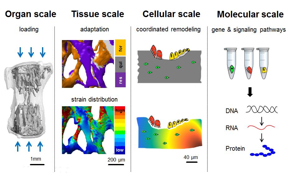 Enlarged view: In vivo single-cell transcriptomics in bone