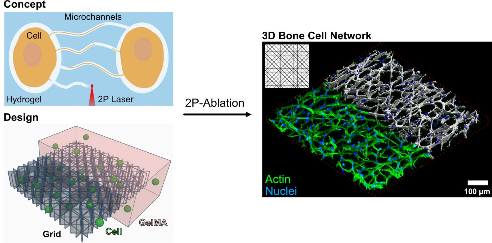 Enlarged view: 3D Microprinted Bone Cell Models