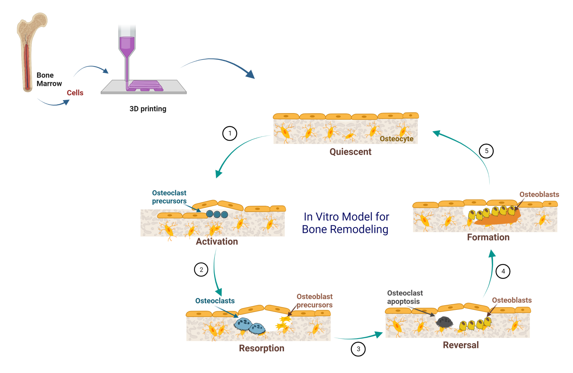 Enlarged view: In vitro model for bone remodeling