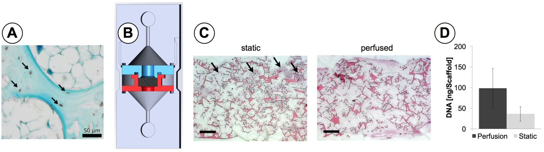 Enlarged view: Bone biomechanics: Understanding the role of bone cells