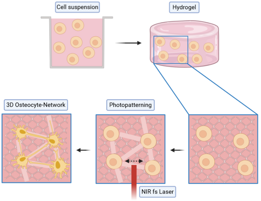 3D Microprinted Bone Cell Models
