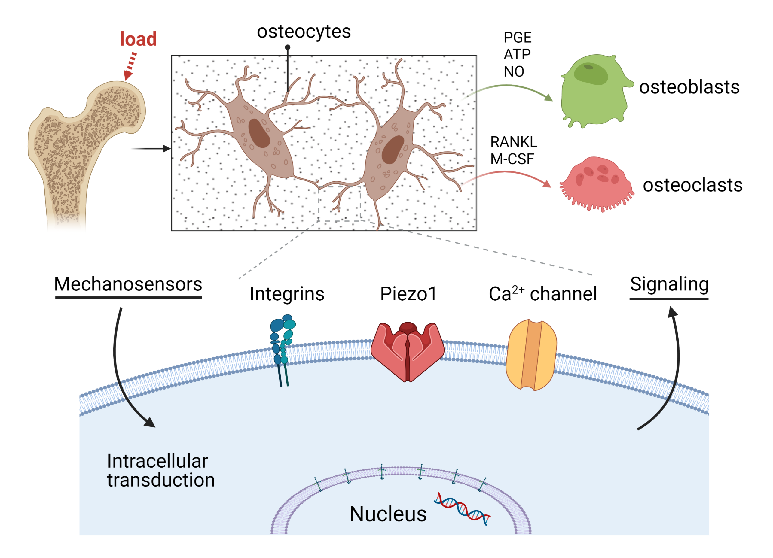 link to Osteocyte Mechanobiology