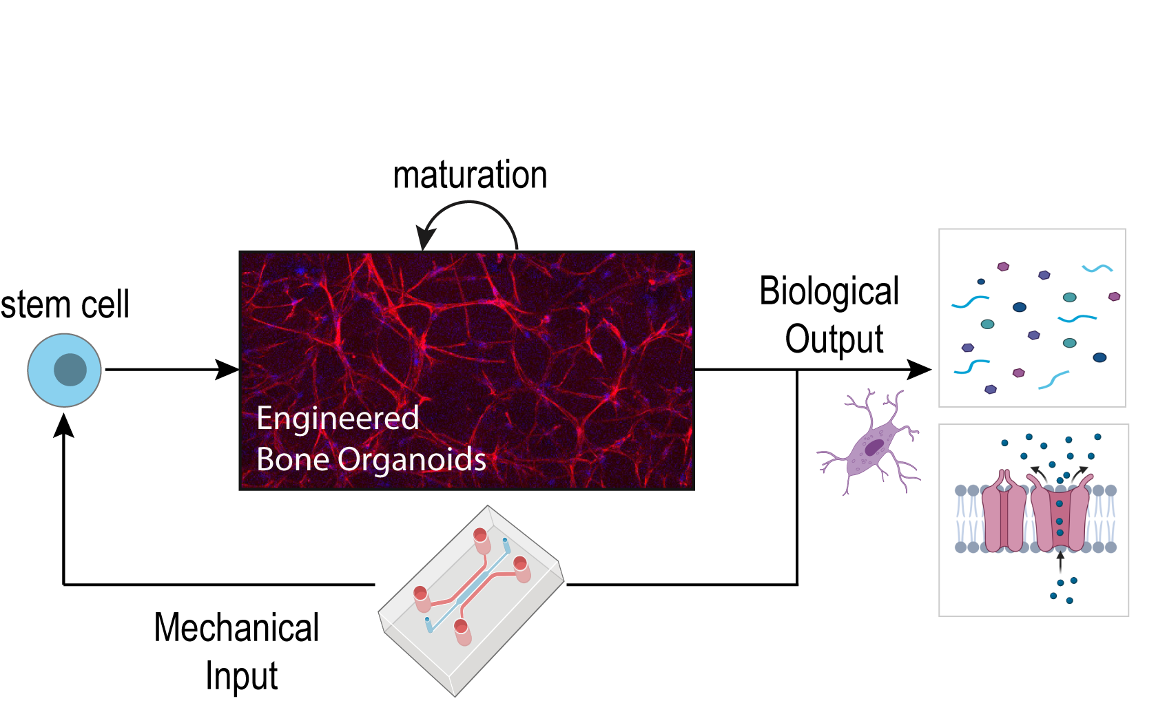 link to Human Bone-Organoid-on-Chip