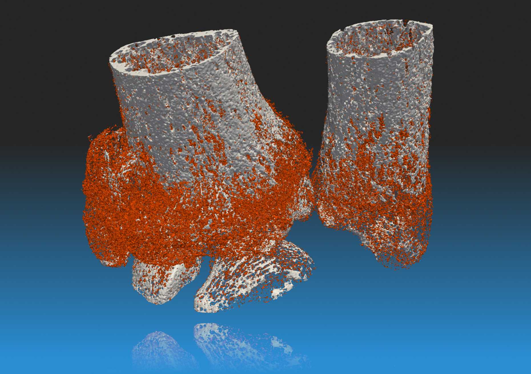 Enlarged view: Computational multiscale modelling of bone fracture healing mechanobiology