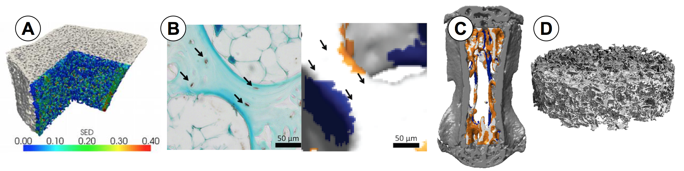Enlarged view: Micro-computed tomography: Applications and services