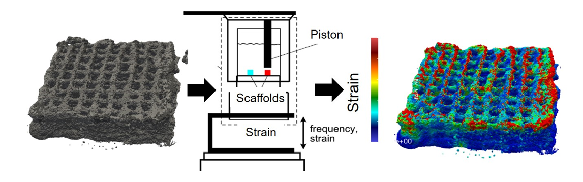 Enlarged view: In silico modelling of bone organoids 