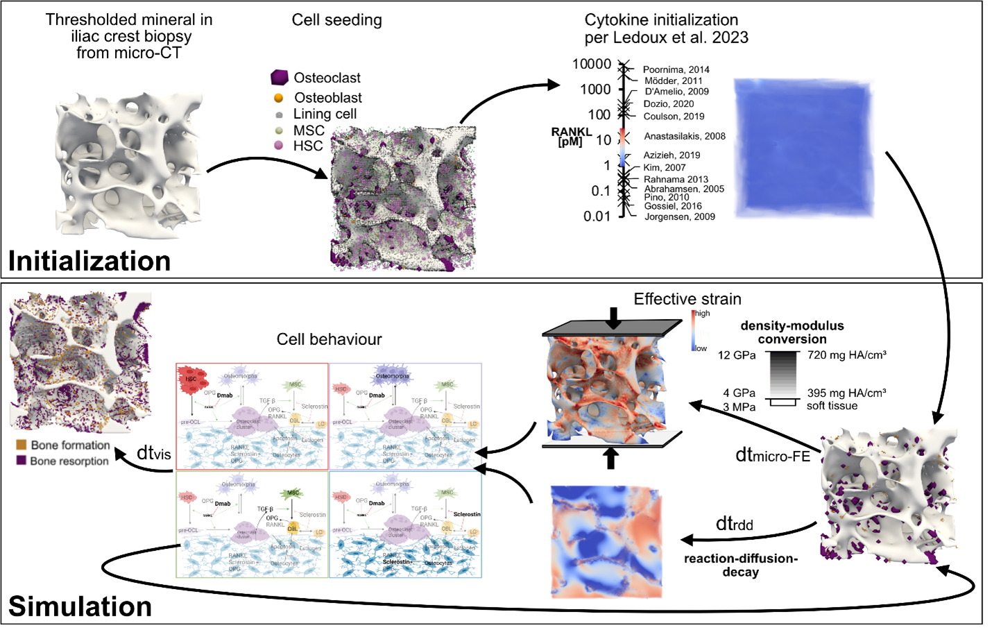 Micro-multiphysics agent-based modelling of osteoporosis and its treatments